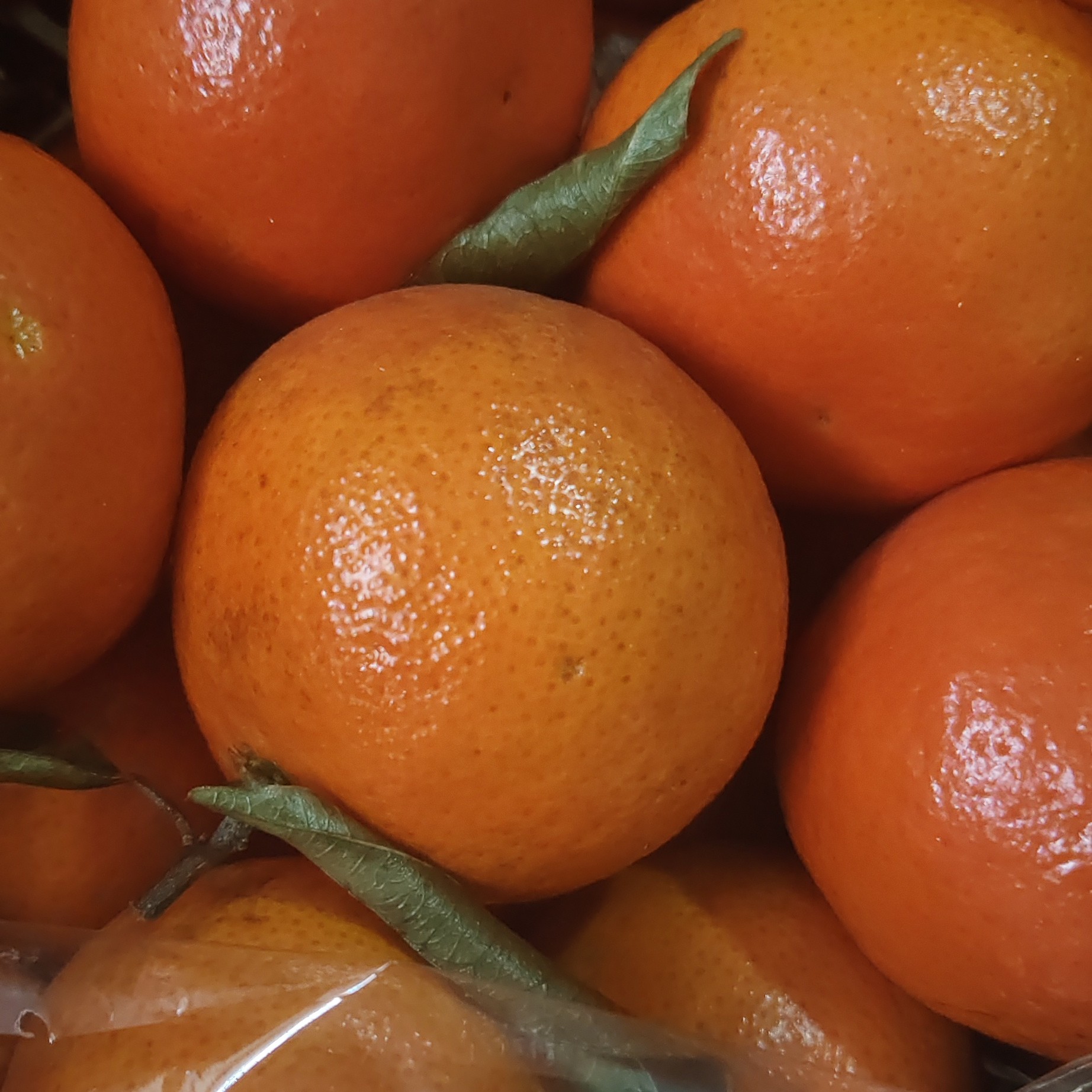 东方红桔子2.5公斤四川省