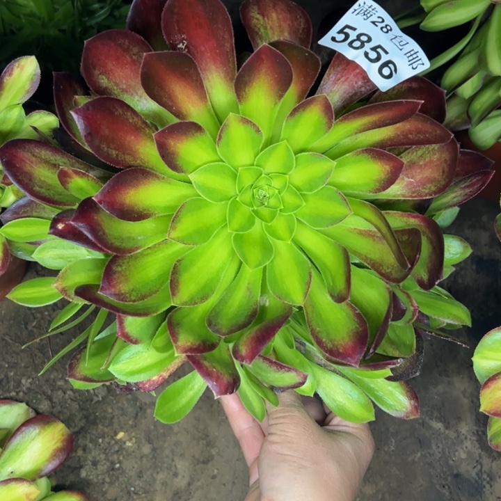 5856中伴多肉植物