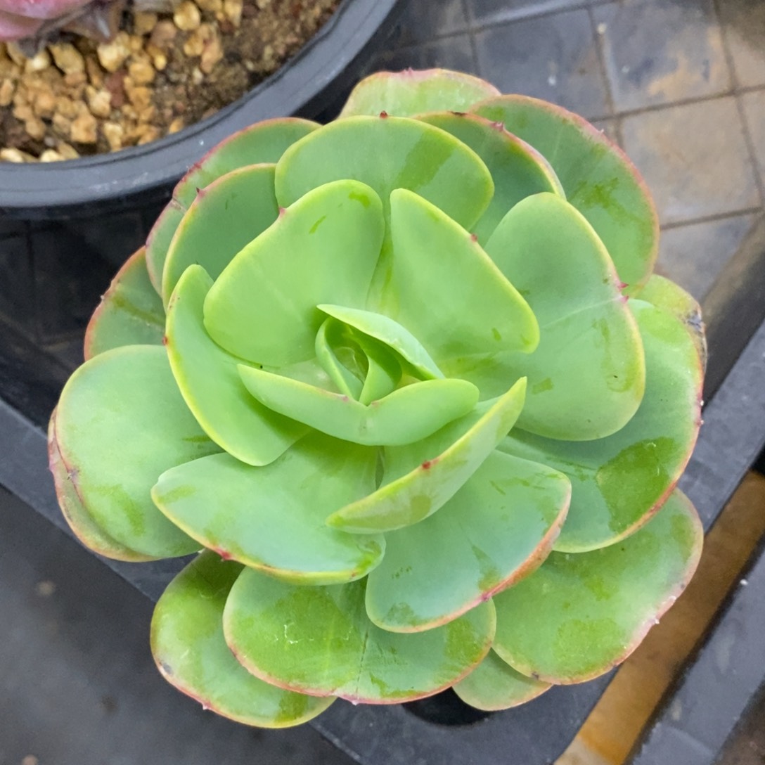 精品多肉一物一拍不包整125