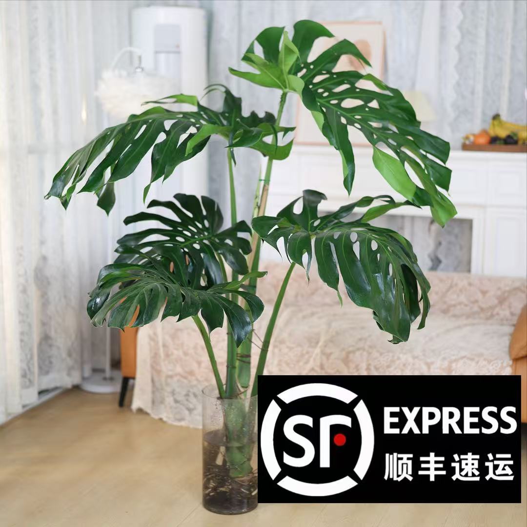 【高度1.2-1.4米】〈顺丰包邮〉超A龟背竹客厅老桩室内净化空气办公室