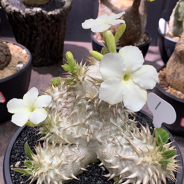 1白花象牙玉66666666666666