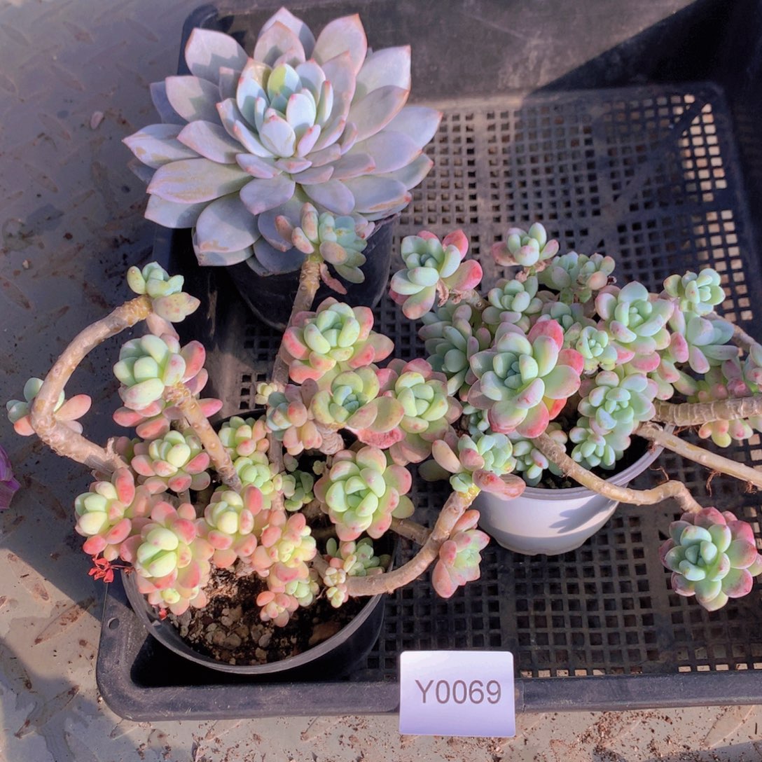 多肉狂拍一单包邮69