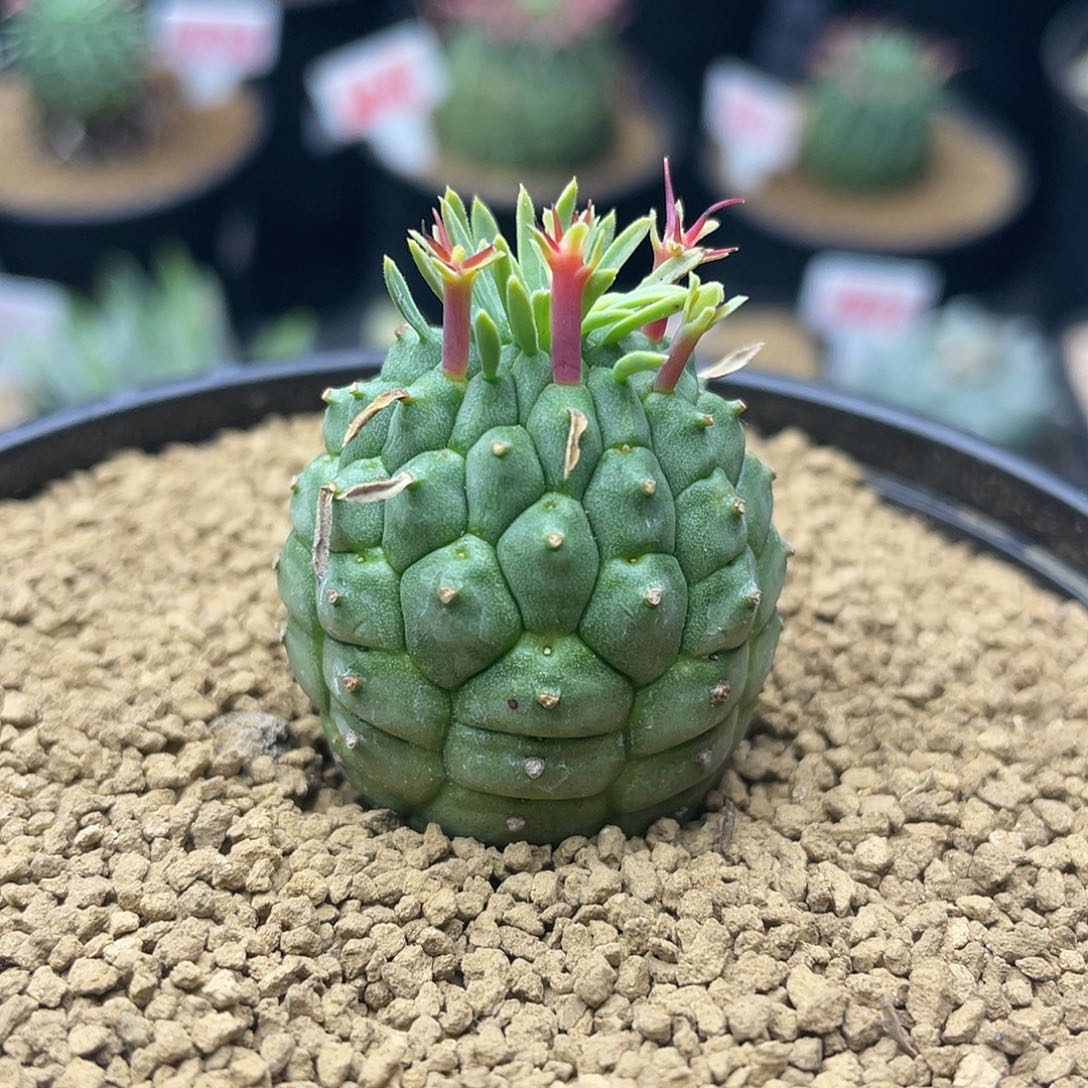 实生群星冠大戟仙人球多肉福利