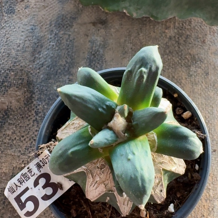 531龙牙怒涛牡丹