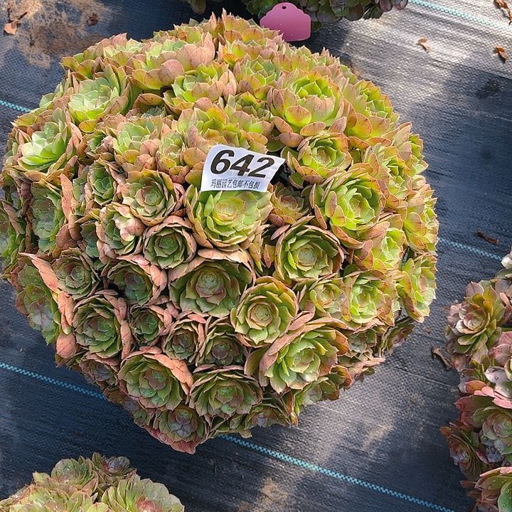 【闪购商品】T642万圣节2-7