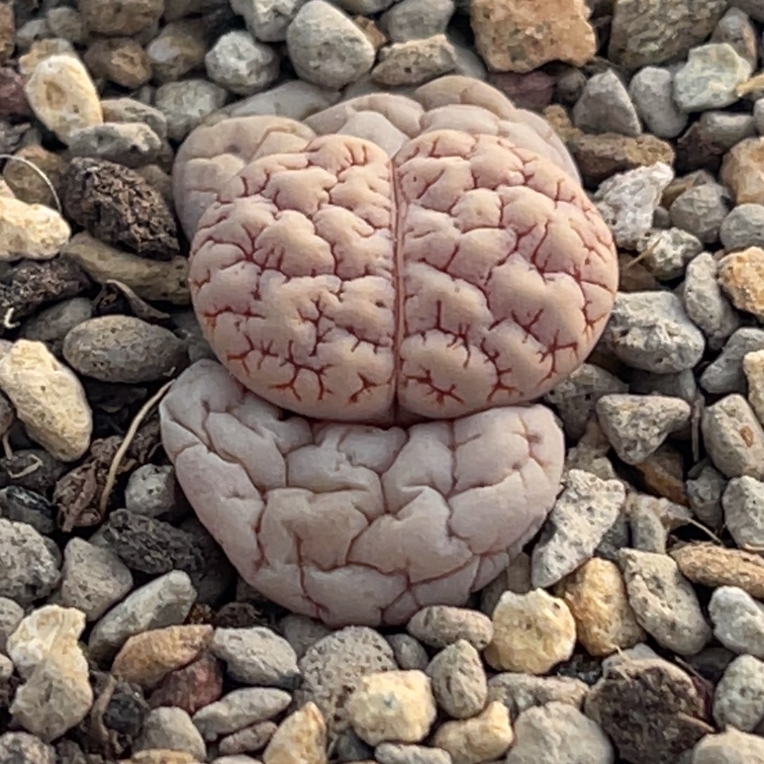 8816凹凸红纹蛙哥189一颗