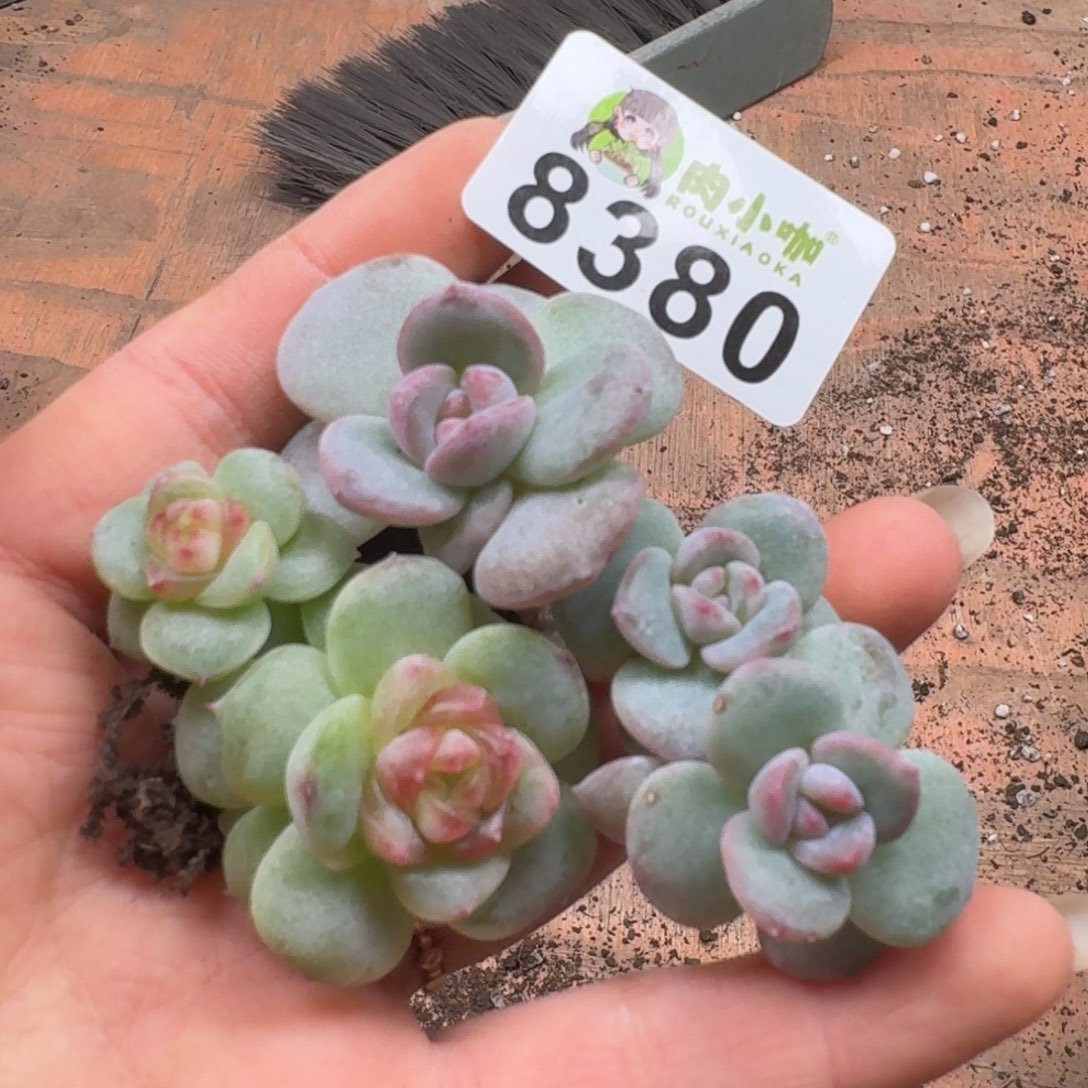 多肉植物多肉植物