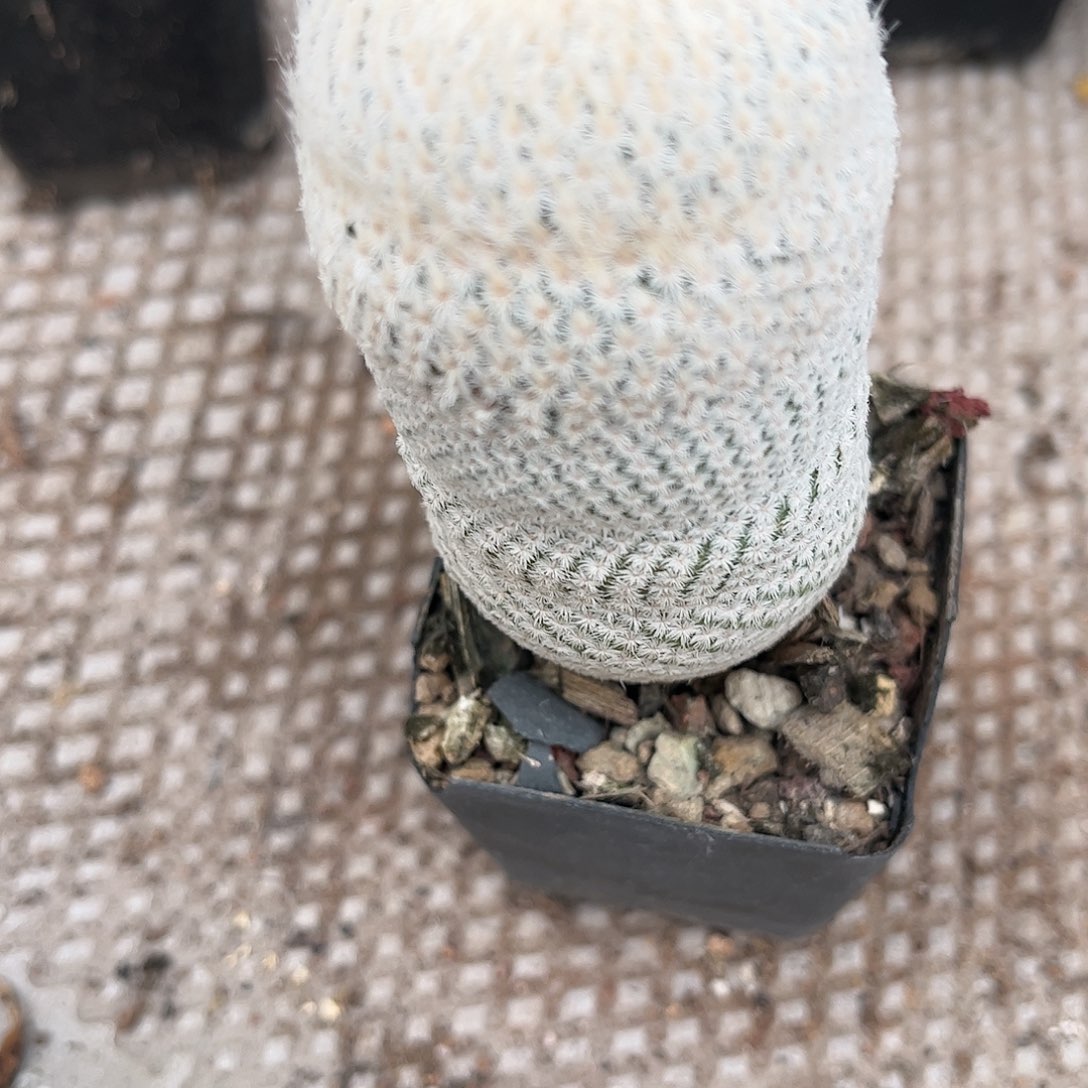 大***）无花朵肖仁茂一颗
