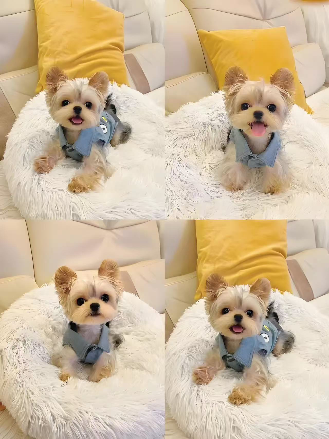 宠物相册，拍前联系客服