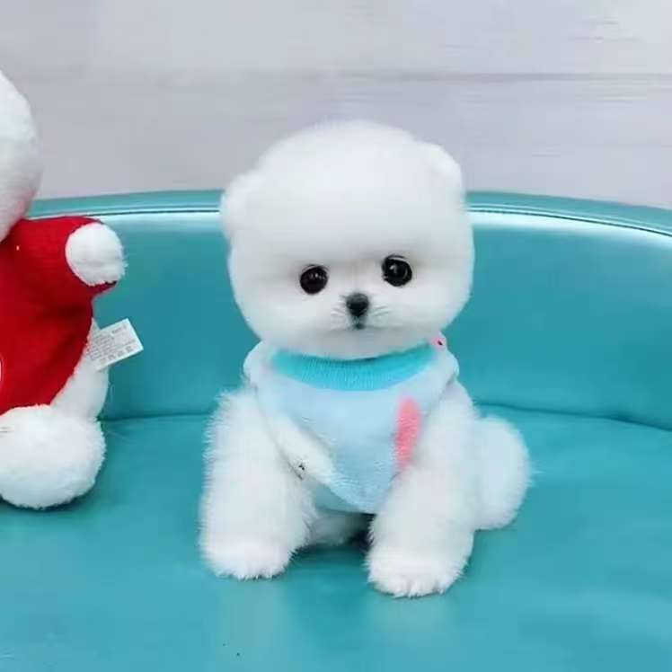 鹏飞家呆萌博美茶杯犬