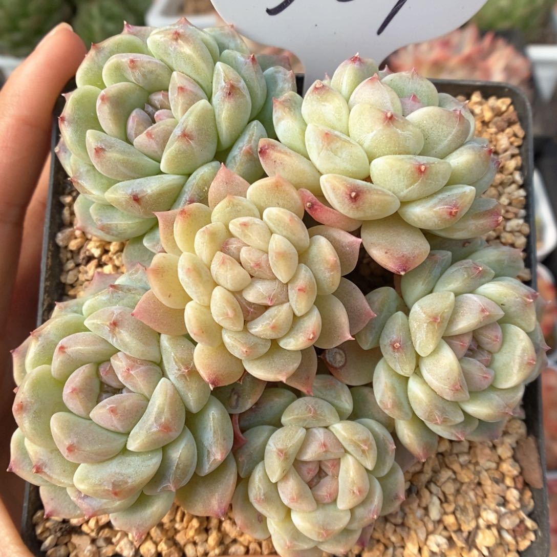 抹茶冰魄群生357号。  