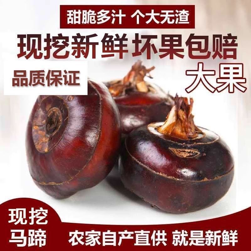 【广西马蹄】新鲜荸荠农家当季正宗大果现挖现发马蹄果产地直发