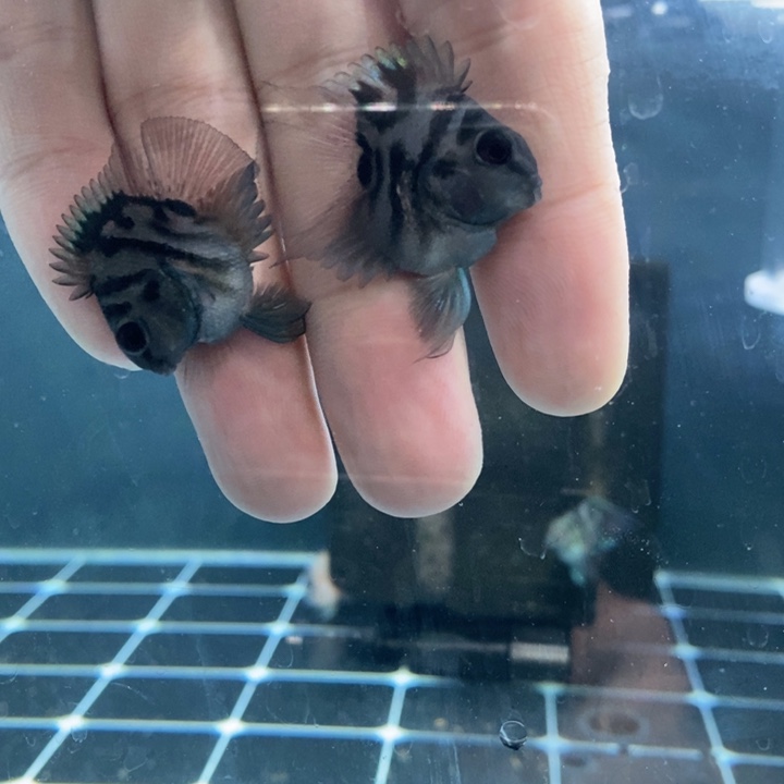 鹦鹉鱼极品摩卡超缩立蛋体一对