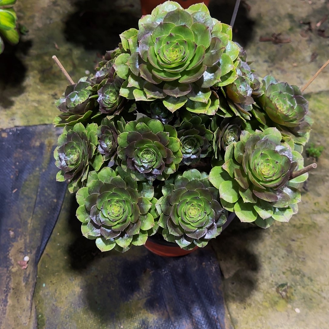 老庄万拉丝法师30.8