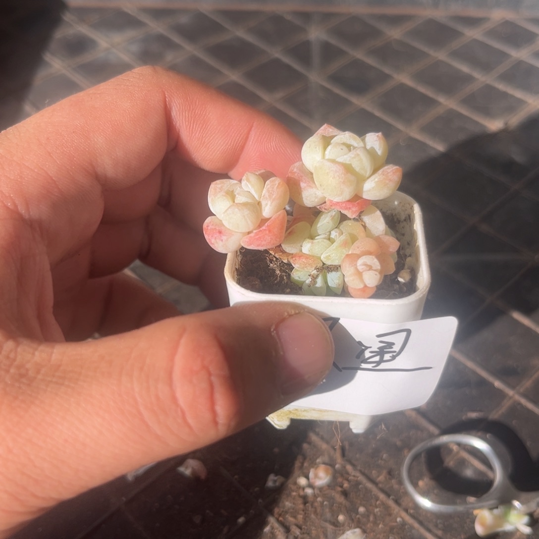 晨星专拍冰玉小老庄