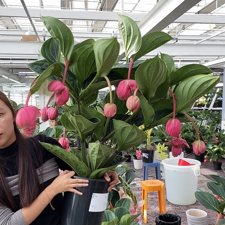 鑫***e完全开放16花苞玫红