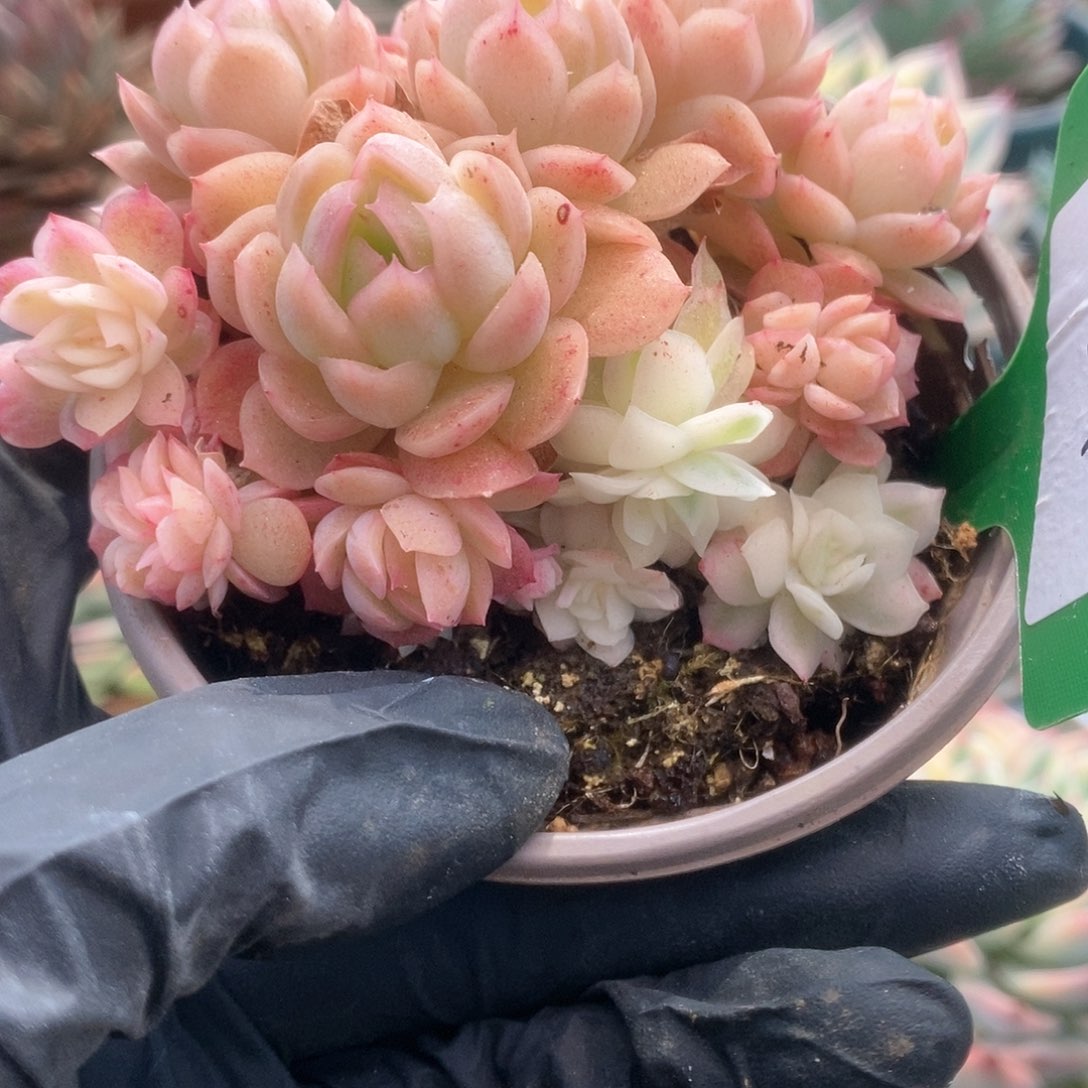 067蝴蝶仙子锦锦锦锦锦锦