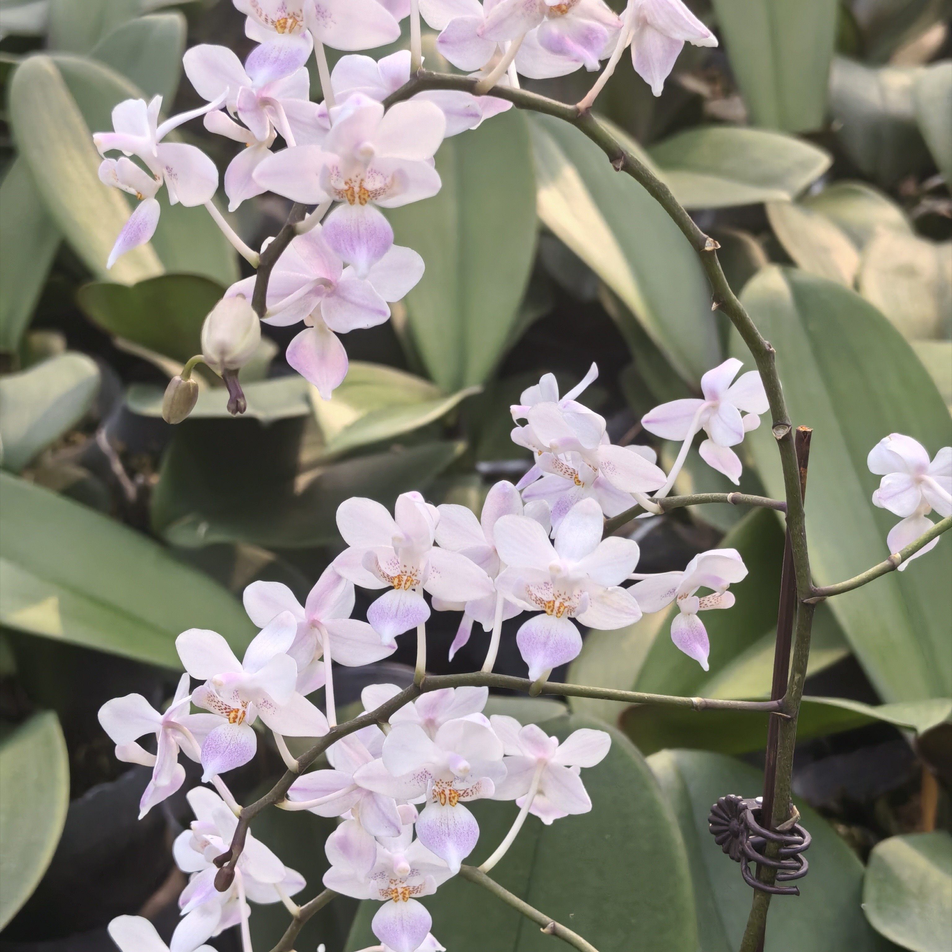 爆花型原生蝴蝶兰