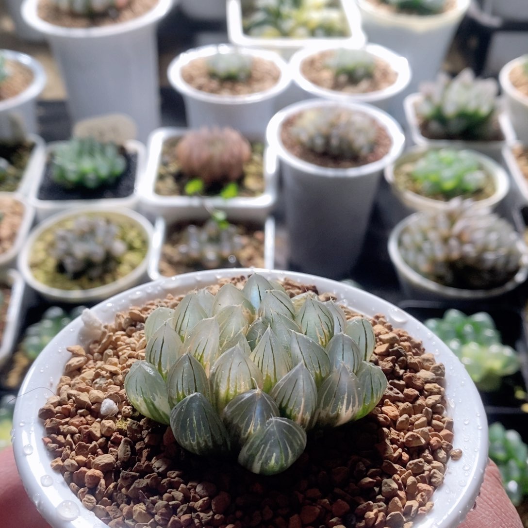 糊斑霓虹灯锦多肉植物