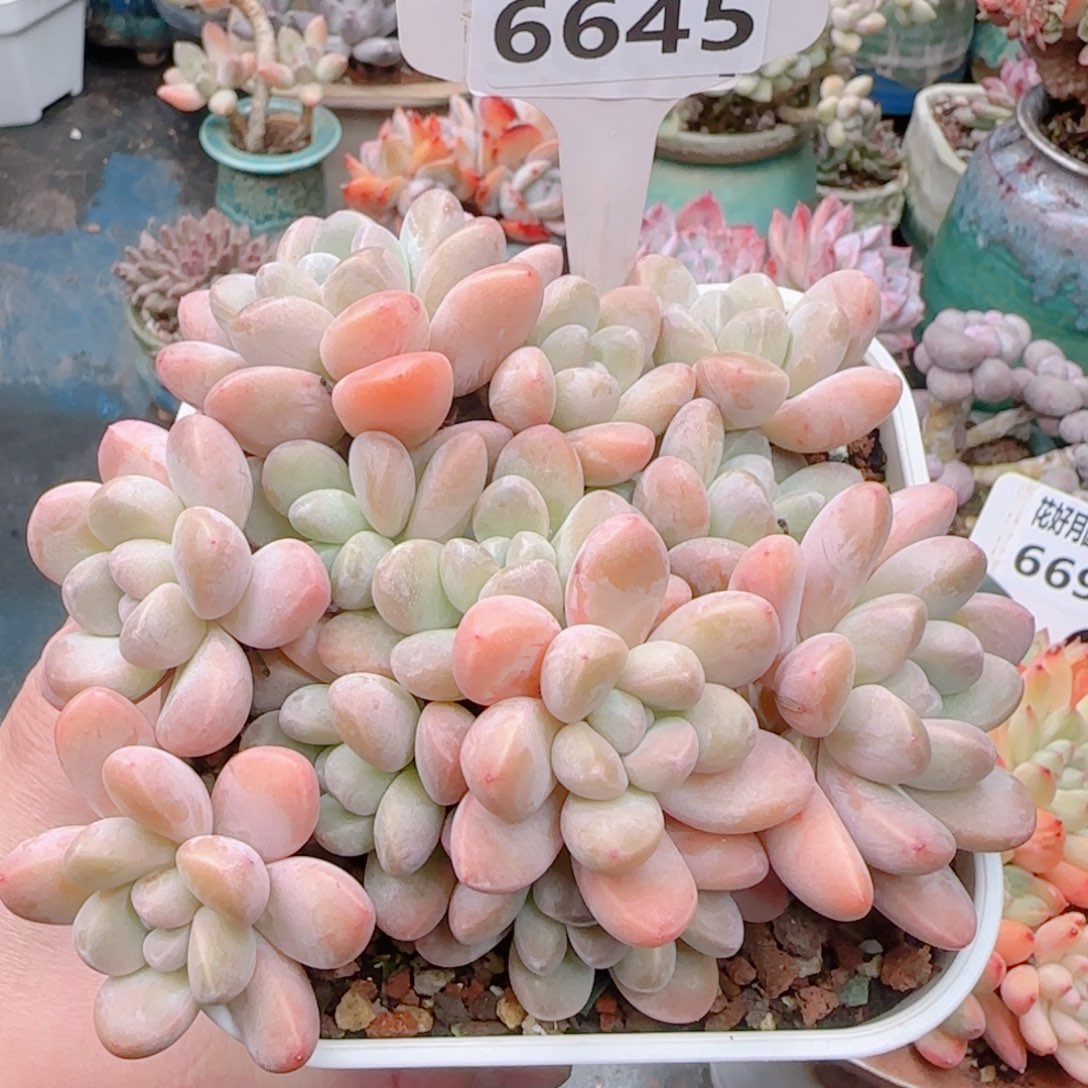 s****?多肉植物6645................