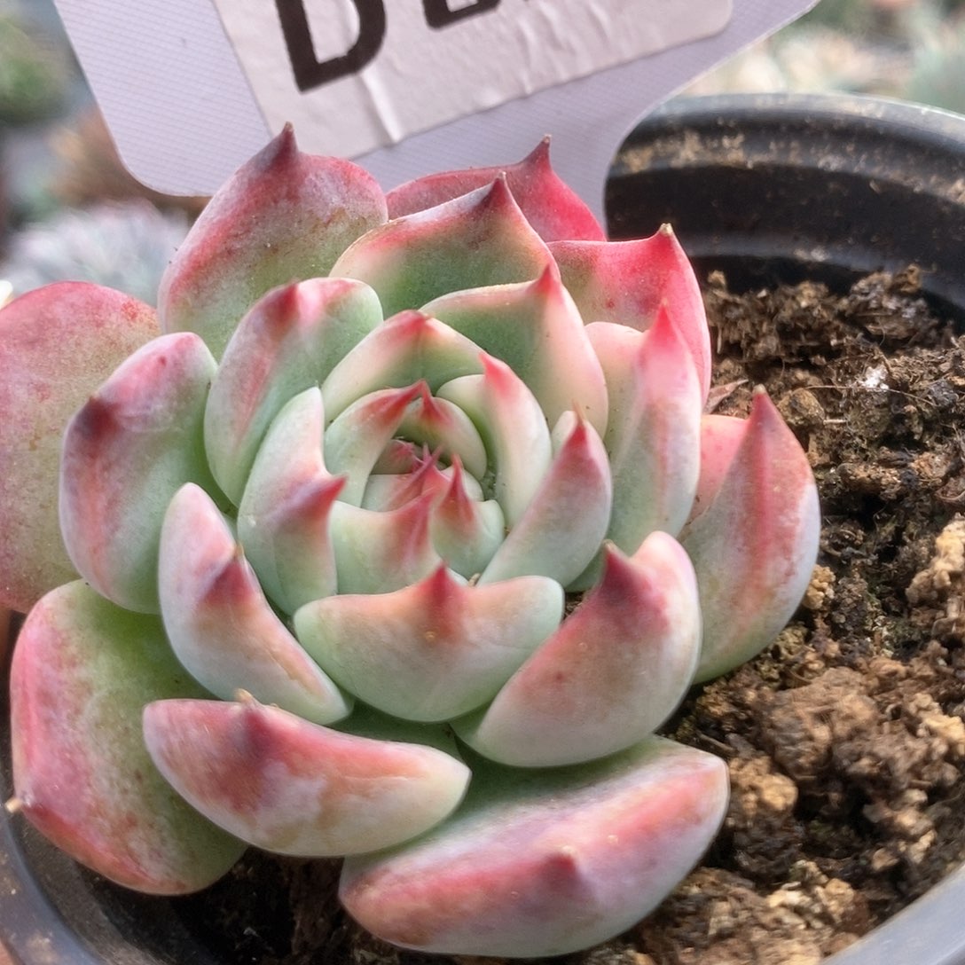 006锦锦锦锦锦锦锦