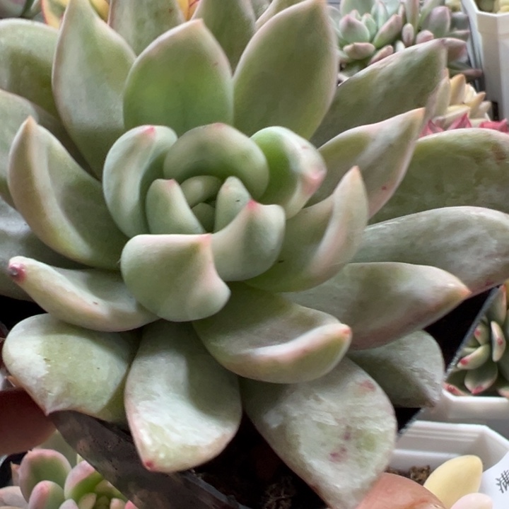 香槟锦多肉植物522