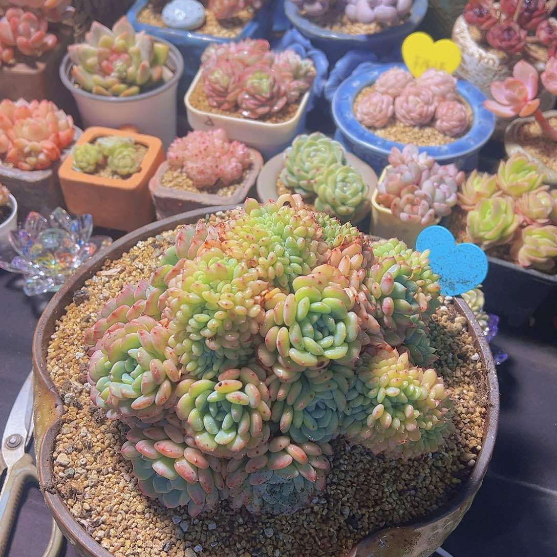 八**了白胖子缀，多肉植物