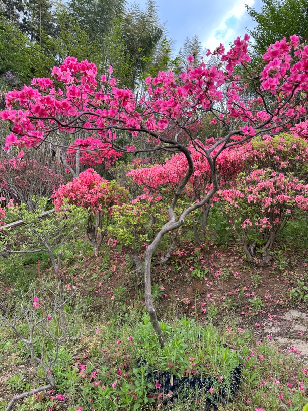 大别山映山红，先花后叶品种，杜鹃科杜鹃属