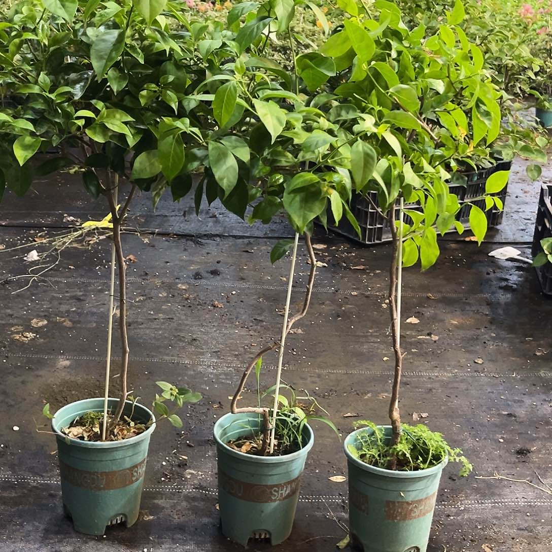 当前无花栽培后可以开花塞佛理棒棒糖一颗