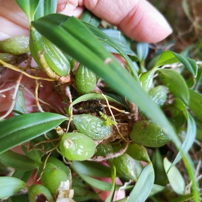 农家蕨菜青菜冬寒菜洋白菜
