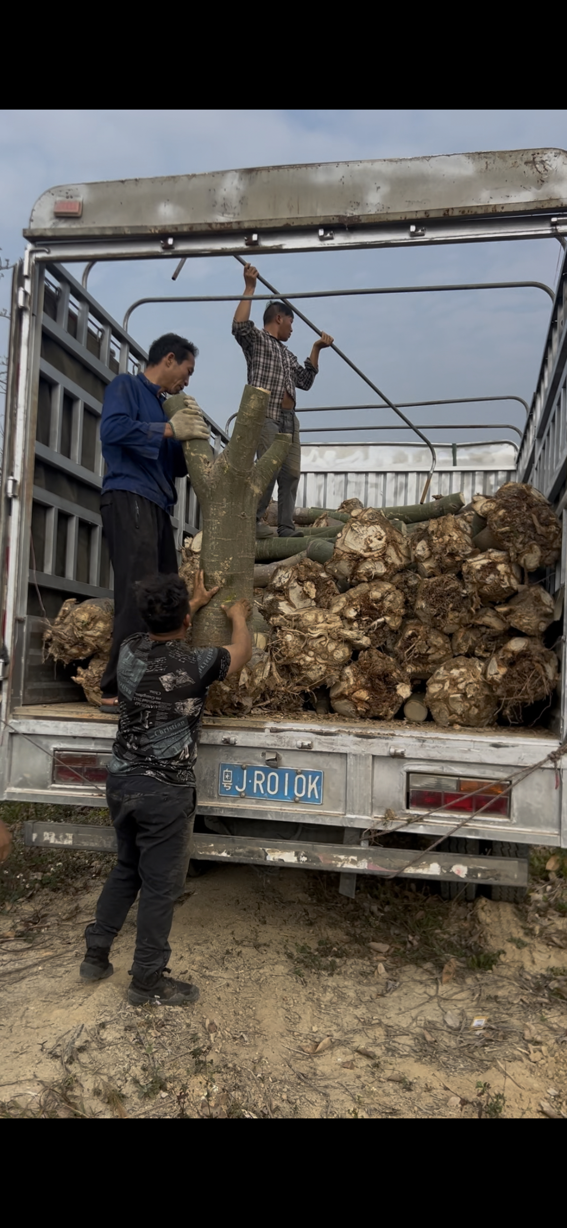 提根发财树绿植盆栽办公室步步高独杆发财树五辫