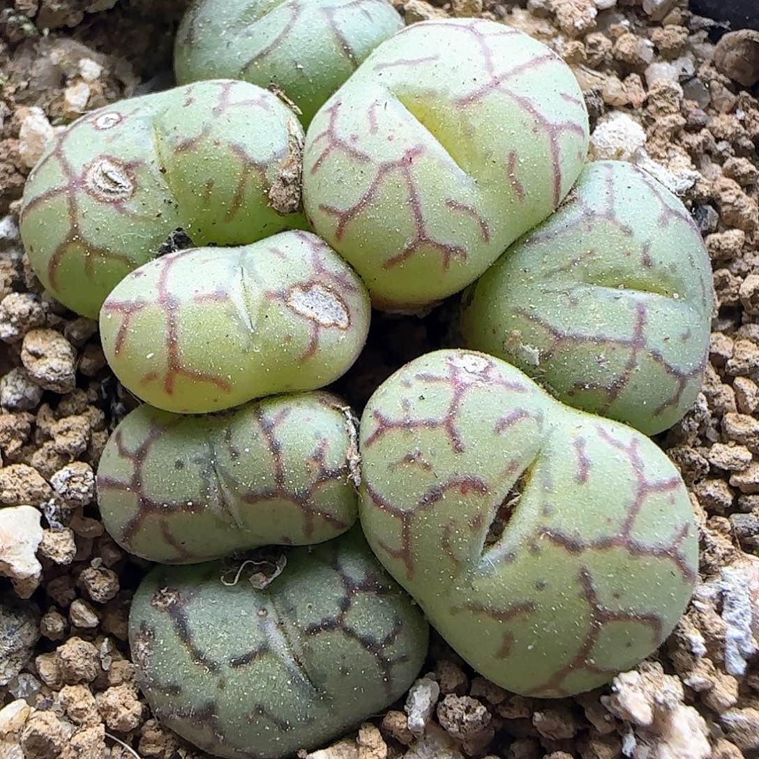 脱土年后发货24005