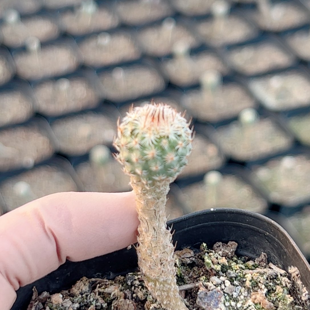 实生 美针玉仙人球