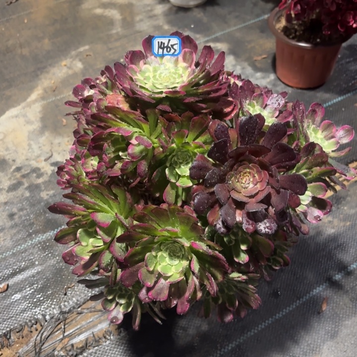 萝莉新品锦1465法师多肉