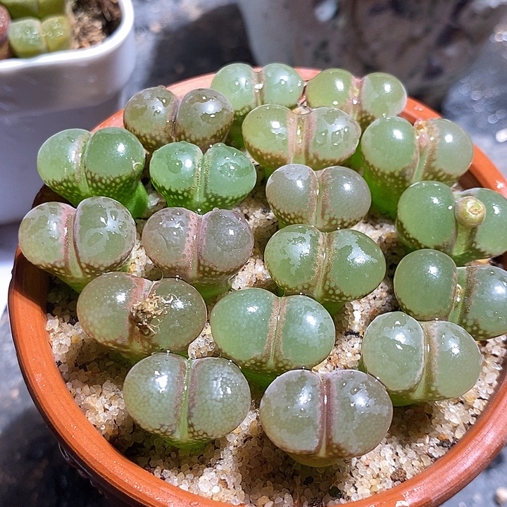 一组五颗cm10风铃。   