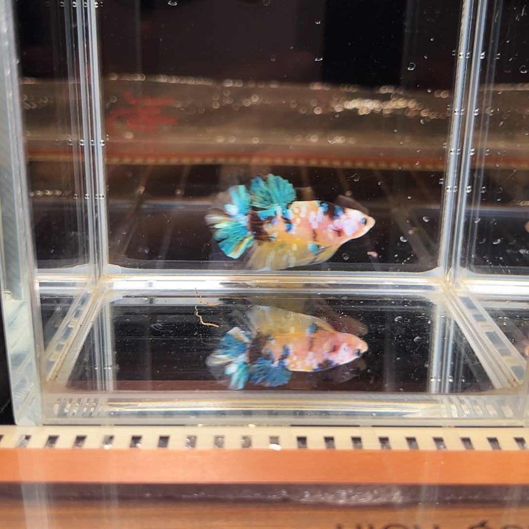 海水鱼宙斯斗鱼竞拍12-22