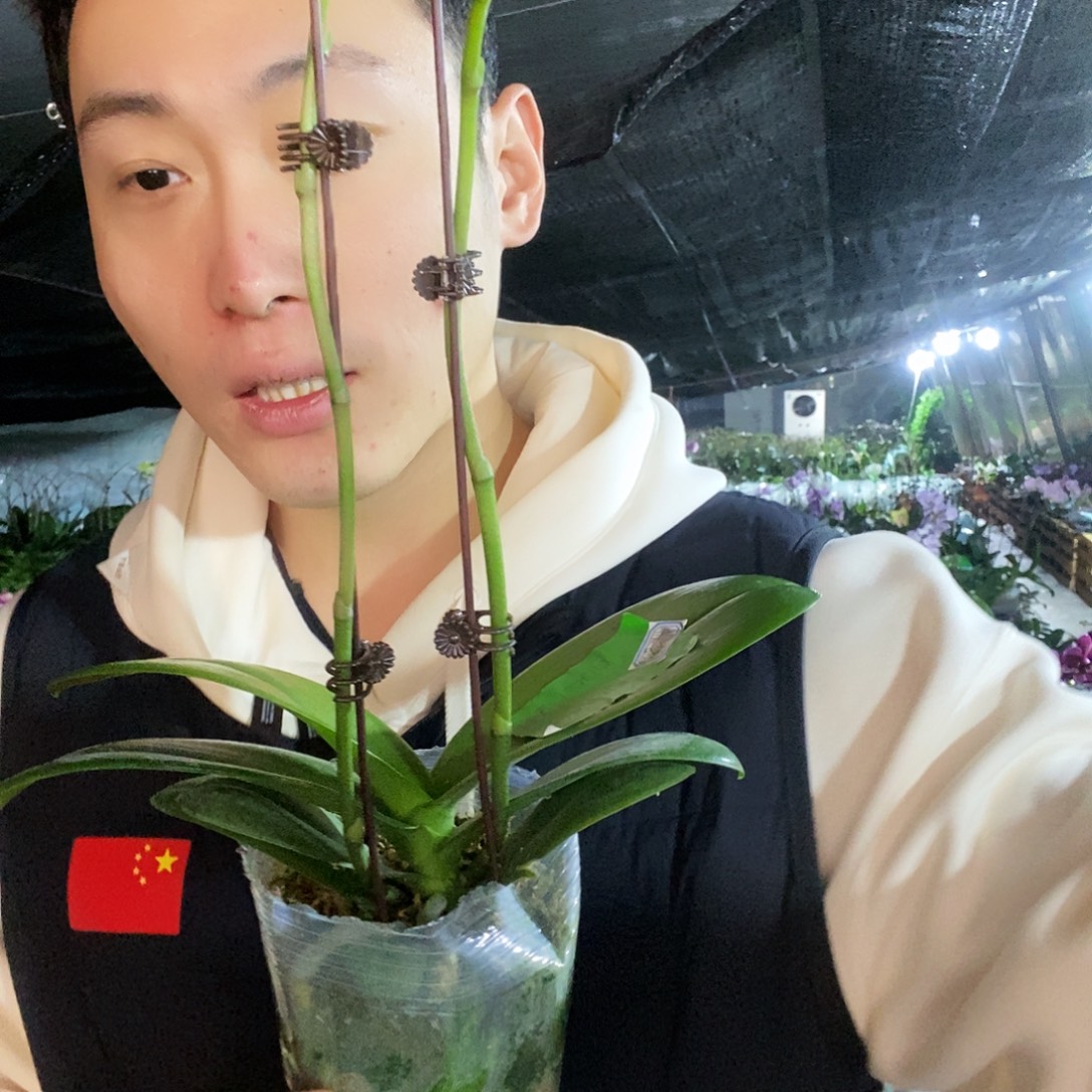 无花朵白天鹅蝴蝶兰