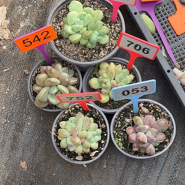 承***泽多肉植物x5颗系群244/542/706/752/053