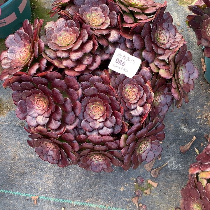 086黑萝莉多肉植物