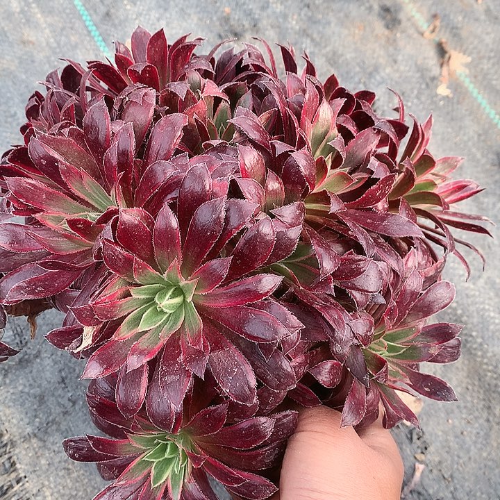 793孔雀锦多肉植物