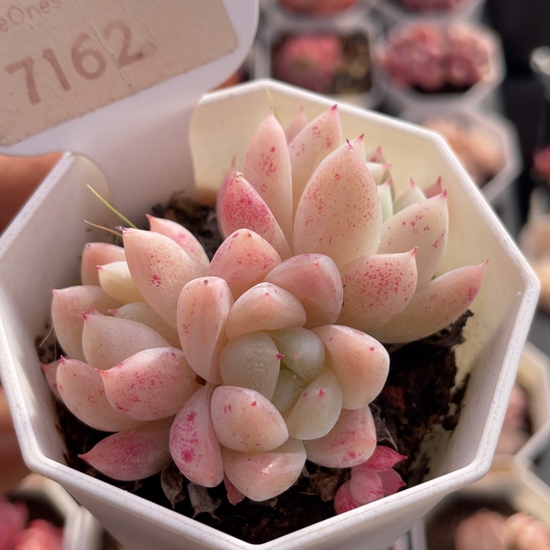 西施7162-6.0厘米