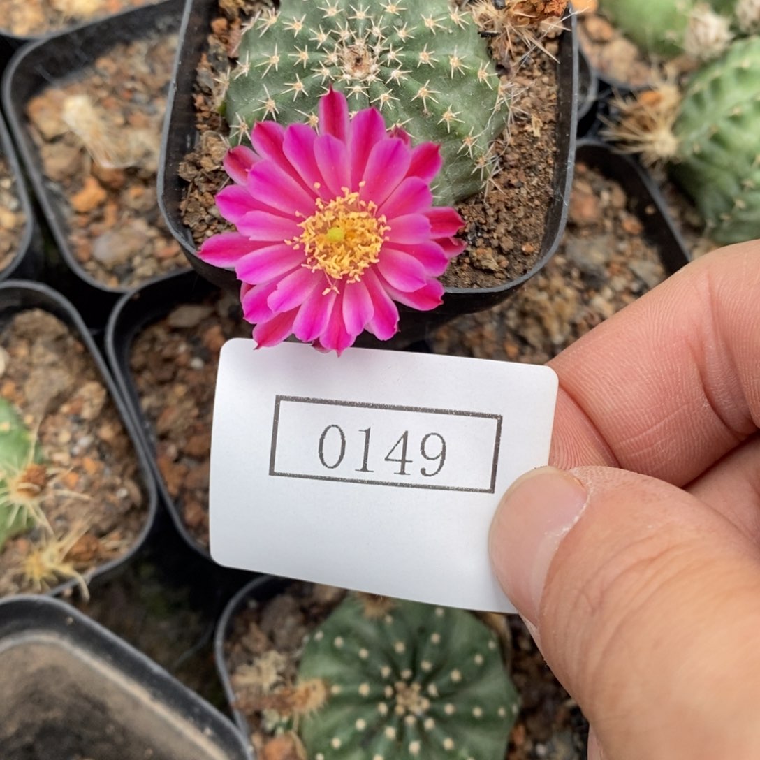 玫红重瓣自根明石虾0149