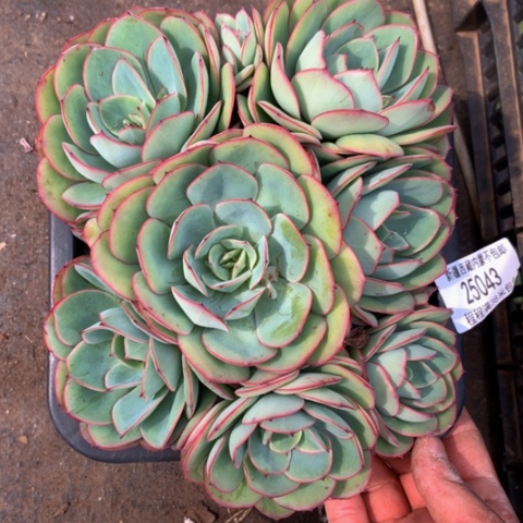 用****5牡丹亭25043多肉