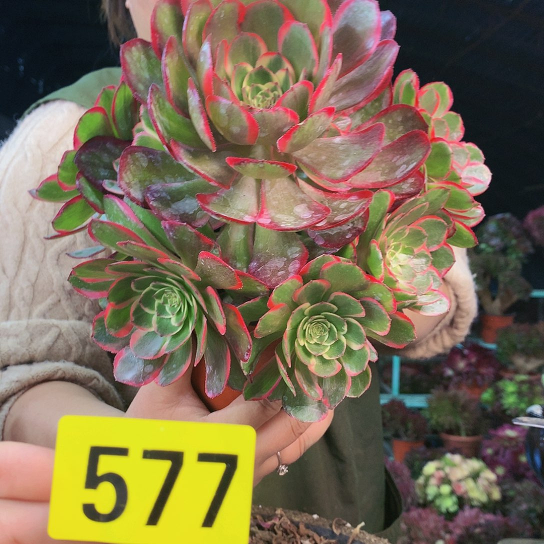 柒哥法师多肉不包侧断枝577