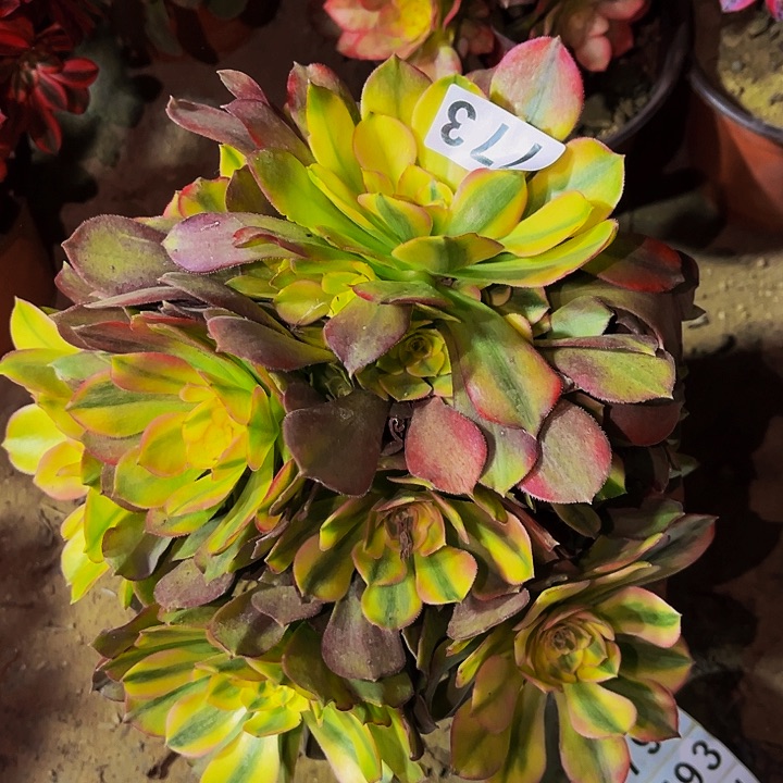 773香妃多肉植物处理不售后