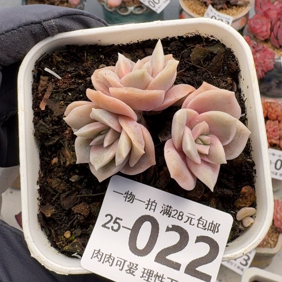 可爱玫瑰无盆土发货无盆