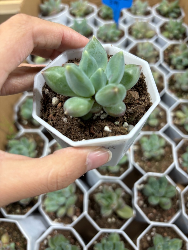 满9.9米包邮，乌拉克拉多肉植物