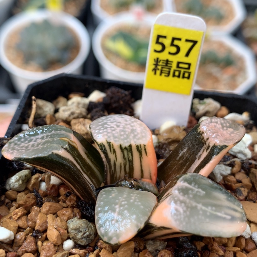 【闪购商品】557点点寿