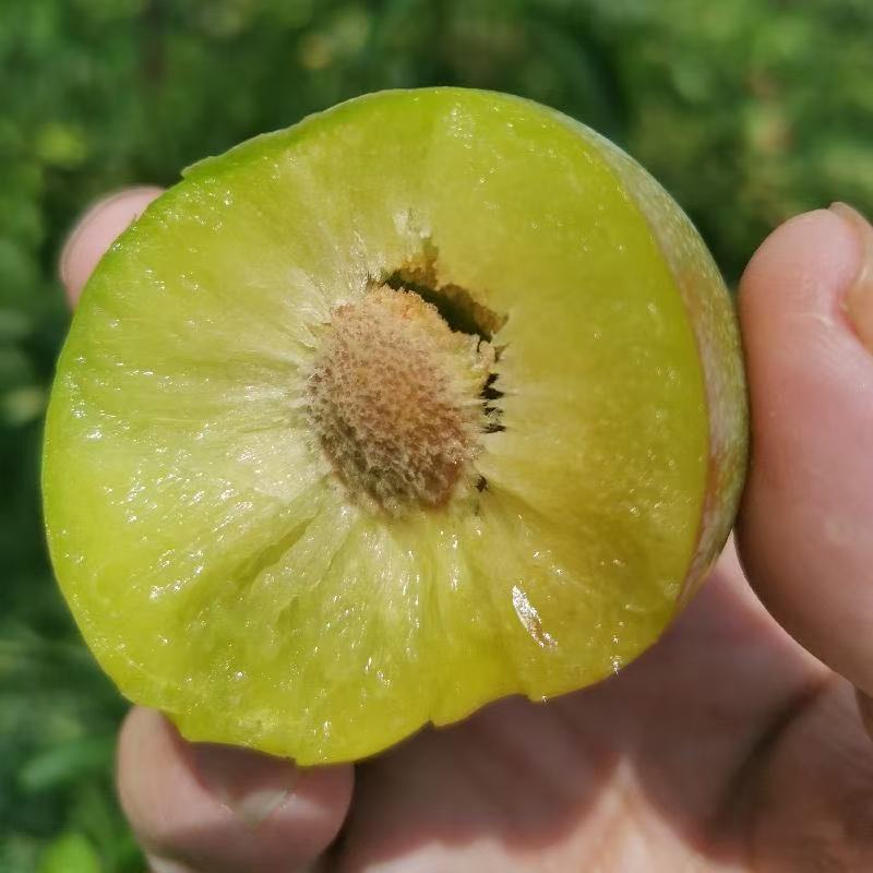 四川高山半边红脱骨李子新鲜采摘现摘现发应季水果酸甜多汁