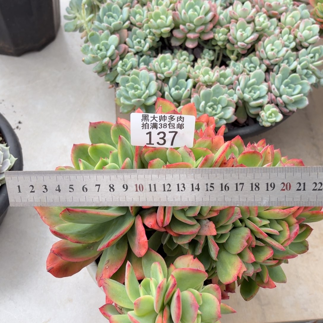 一***刘黑大帅多肉137绮罗